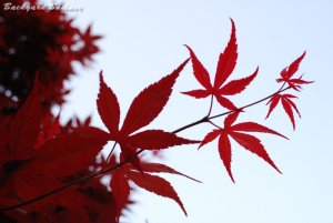 夏でも赤いもみじ