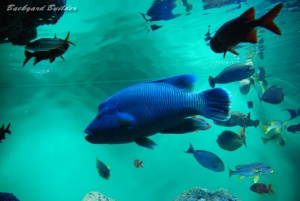 ナポレオンフィッシュ