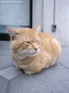 お金には興味ないにゃ