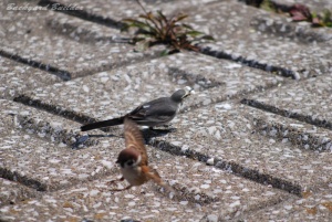 ひさしぶりの野鳥