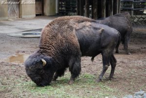 アメリカバッファロー