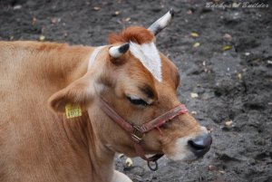 動物園に2頭目の牛...