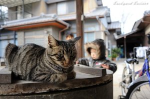 けっこう幸せにゃ