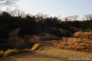 思い出の詰まった田んぼ