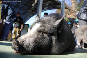 ブタさんブーブー