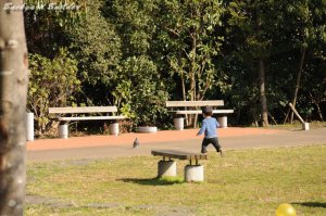 鳩に夢中の犯人