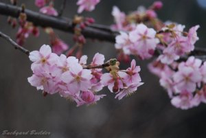 ひかん桜