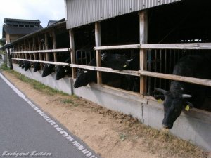 モーモーモーモーモーモーモーモー