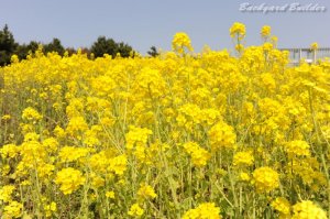 菜の花