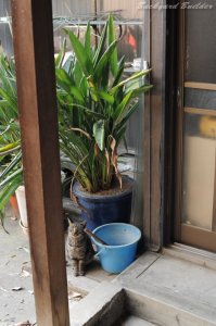 実家のにゃんこ