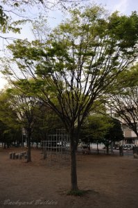 いつもの公園の木