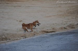 庭駆け回るジョン