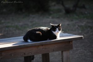 野鳥観察舎のねこちゃん