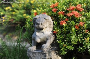 コマイヌ in Singapore