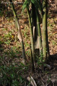 シンガポールのタケノコ