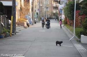 猫と路地