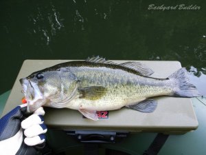 GWに釣ったバス