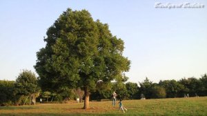 P906(携帯)もなかなかやるぢゃん(^^)