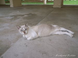 シンガポールにゃんこ