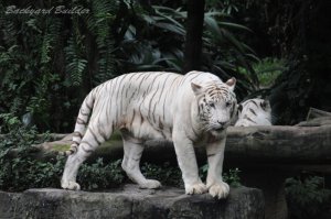 ホワイトタイガー