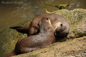 かわうそ？ビーバー？