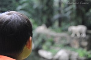 ホワイトタイガーを見つめる息子