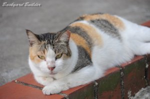 シンガポールのネコちゃん