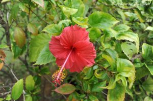 ハイビスカス？