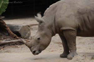 カーキ色のカッコいいヤツ