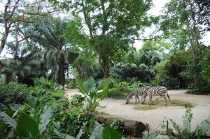 しまうまヒヒーン