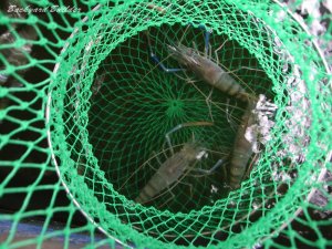 3日連続エビ(笑)