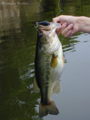 ダウンディープ♪