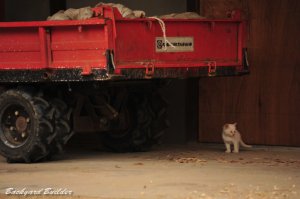 ねこと運搬車