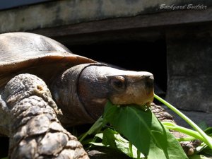 クス島のカメさん