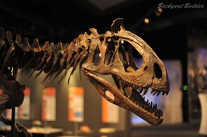 恐竜　...名前は分からん(^^;