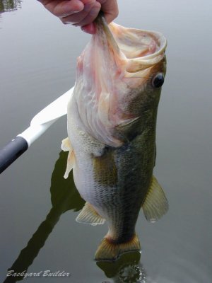 ラージマウスバス