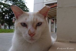 シンガポールねこ