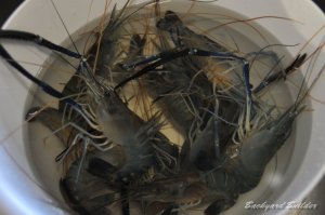 火を通して食べよう