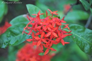 シンガポールでやたらと見かける植木