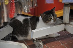 カッコいいネコ