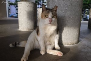 お気に入りのネコちゃん