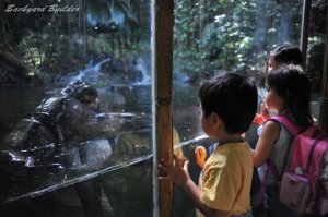 コビトカバに夢中