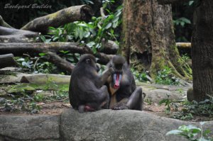 こいつがマンドリル