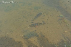 Chinese Gardenのピーコちゃん