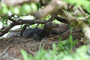 かわいいミズオオトカゲ