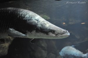 セントーサ水族館