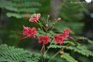 フルサイズのボケ味