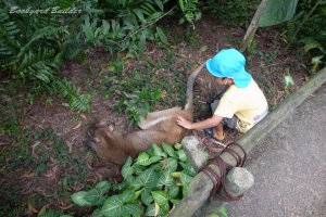 カンガルーなでなで