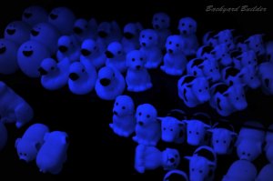 ブラックライト