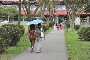 シンガポールの日傘は雨傘(へぇへぇへぇ)